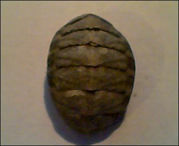 chitone da identificare